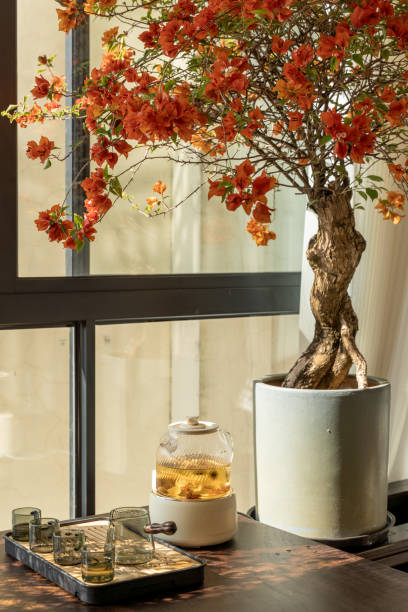 Indoor tea table and blooming bougainvillea