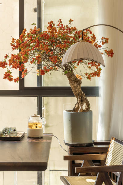 Indoor tea table and blooming bougainvillea