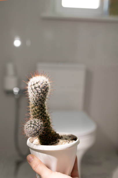 A unique cactus plant in a charming bathroom, adding style and ambiance to the space