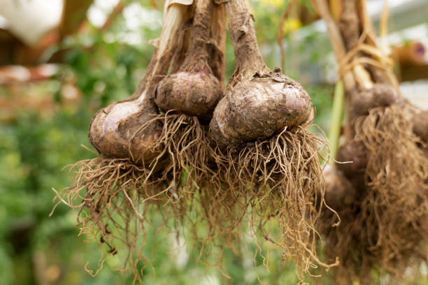 istock Freshly harvested garlic bulbs with roots intact, drying naturally for long-term storage. Organic farming promotes sustainability, healthy eating, and self-sufficiency 2197727368