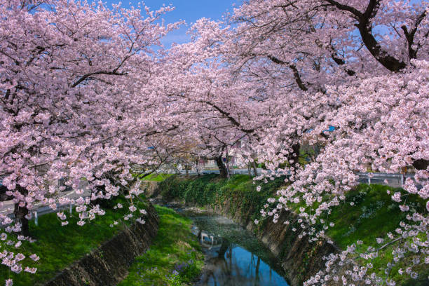 istock Cherry Blossom Trees and Bridge along the river 2197733962