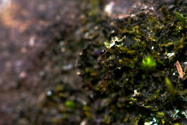 A macro photo captures the intricate textures and vibrant greens of moss and lichens, revealing their delicate details in vivid clarity.
