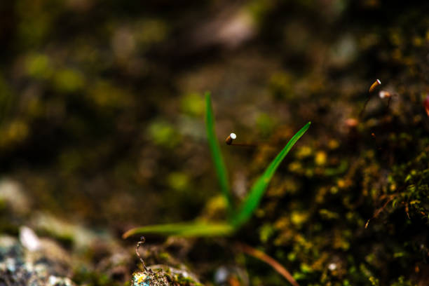 A macro photo captures the intricate textures and vibrant greens of moss and lichens, revealing their delicate details in vivid clarity.
