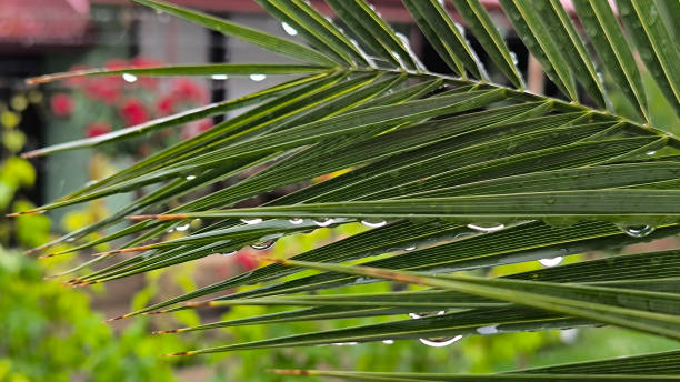 abstract texture of leaves of majesty palm in the rain