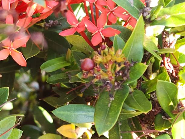 istock The mature ixora fruit (Ixora sp.) is a small spherical drupe that develops vibrant shades of red, orange, or purple, making it attractive to seed-dispersing birds. 2197735488
