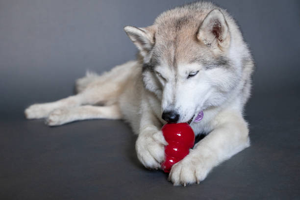 istock A beige husky dog with multi-colored eyes that looks like a wolf with two paws holds and licks a red dog rubber Kong toy on a gray background 2197735722