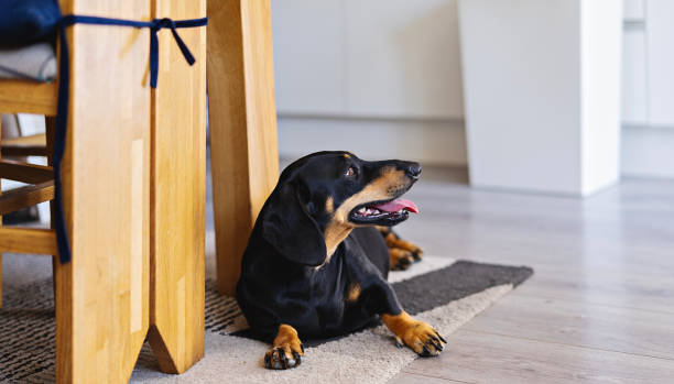 istock Adorable Black Dachshund Relaxing in Cozy Kitchen Setting 2197735896