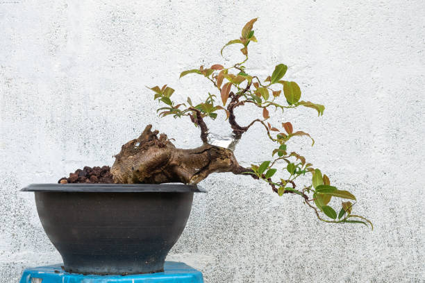 istock Ficus benghalensis tree in the process of creating a bonsai. 2197736933