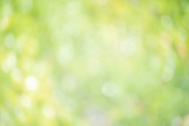 istock Defocused blurred background of greenery. Defocus lights round natural blurred plants. 2197737959