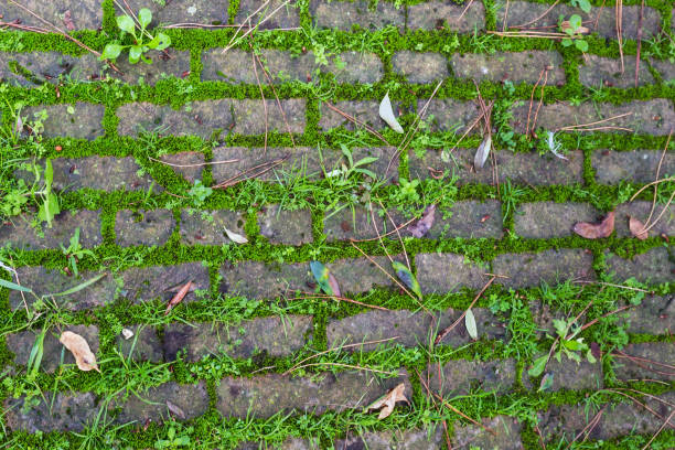 istock Old footpath paved with stone slabs with moss and grass 2197739276