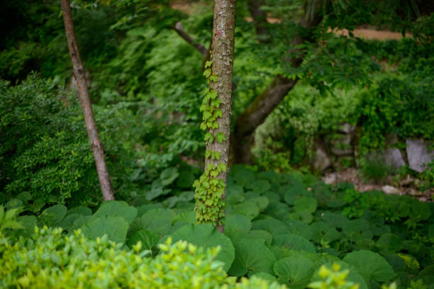 A tree in a shady forest and a ivy climbing up its trunk.