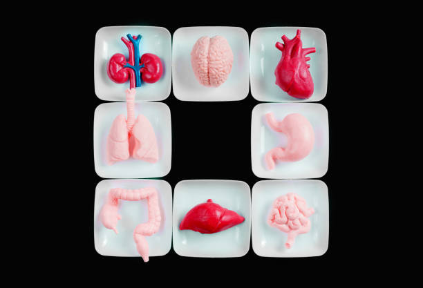 Intestinal microbiome,Probiotics health benefits,Gut bacteria,lactococcus, propionibacterium, bifidobacterium.