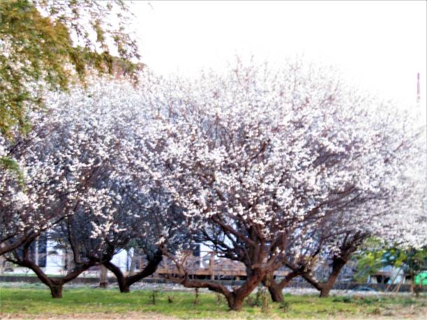 Sunrise. Plum blossom.