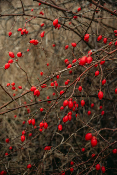 istock Red rosehip berries on a bush, useful berries, nature 2197743186