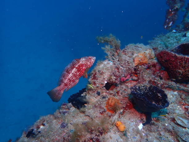 istock Brownspotted wrasse, orangespotted wrasse, blue-spotted parrotfish (Notolabrus parilus) 2197744615