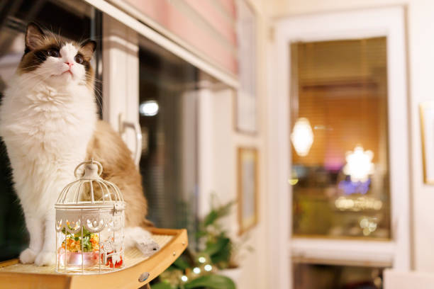 Portrait of beautiful ragdoll cat sitting by the window and relaxing at night at home