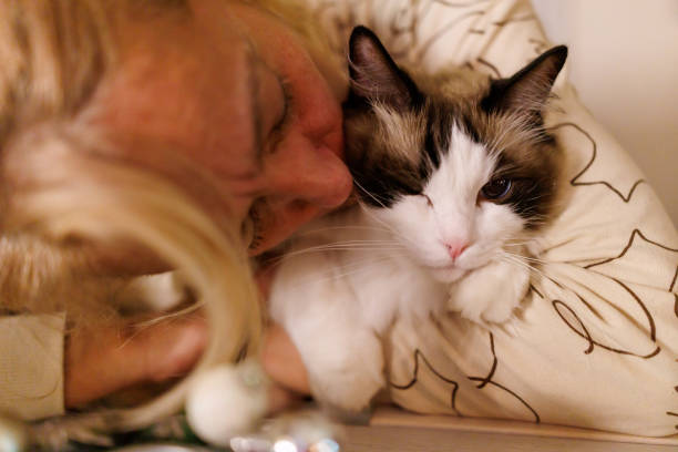 Close-up portrait of mature woman petting and kissing her ragdoll cat in the evening at home