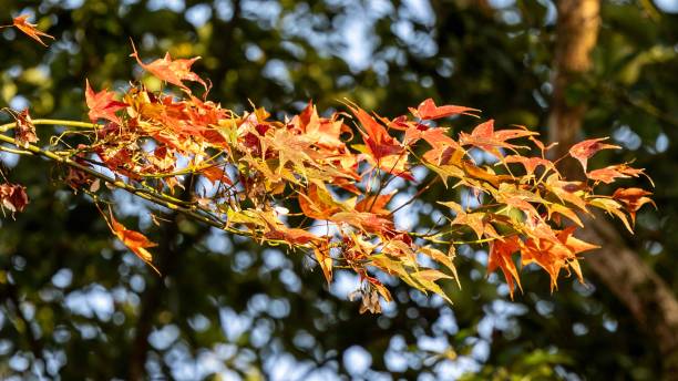 istock Vibrant autumn leaves in focus. 2197746886