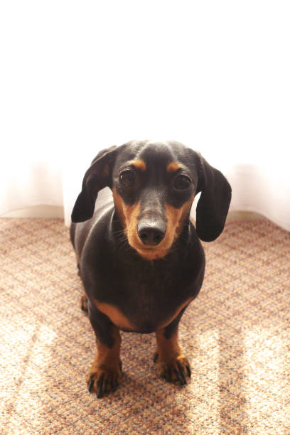 Miniature dachshund with a white curtain background