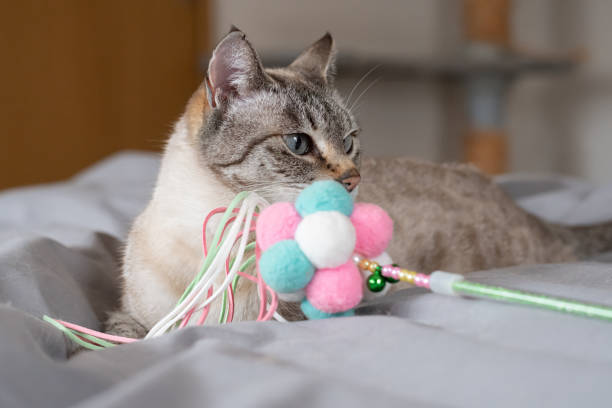 istock Cute cat hugging his favorite toy 2197748519