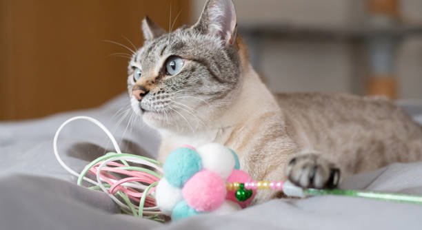 istock Cute cat hugging his favorite toy 2197748574