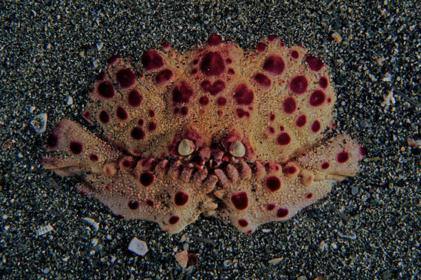istock Shame faced crab (calappa granulata) hiding in the sand (Cabo de Gata) Spain 2197749282