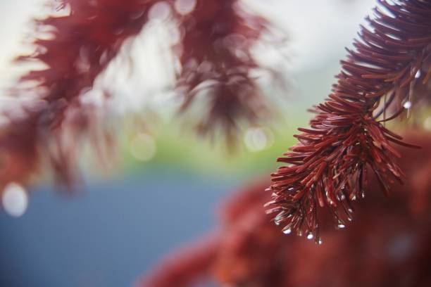 Bright red branches of a coniferous tree with raindrops