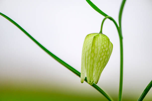 Snake's Head Fritillary (Fritillaria meleagris) in a meadow during a beautiful springtime day in the delta of the river Vecht in Overijssel, The Netherlands.