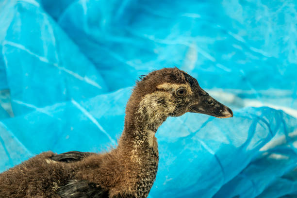 The same Chinese ducklings are enclosed in netting. Ducklings are soft, tiny, baby ducks that are found around farms and ponds every spring