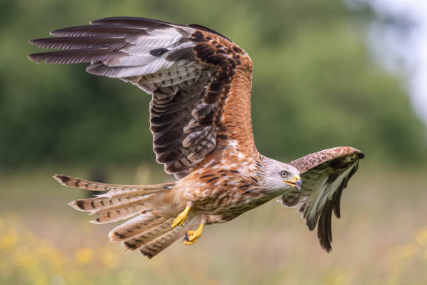 istock Red Kites of Gigrin Farm 2197753090