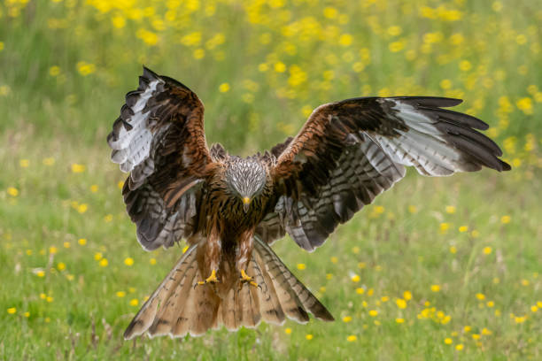 istock Red Kites of Gigrin Farm 2197753091