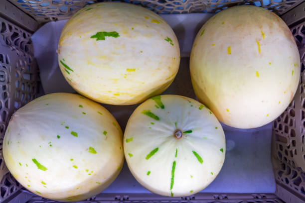 Small round organic melons with smooth white skin with greenish spots in the plastic container for sale in a fruit-vegetable market, top view close-up