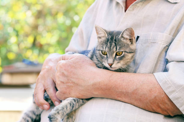 istock Hands of old senior with grey cat 2197753670
