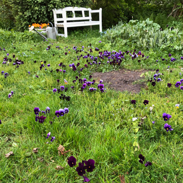 Romantic view of danish garden - celebrating biodiversity and wild garden approach.