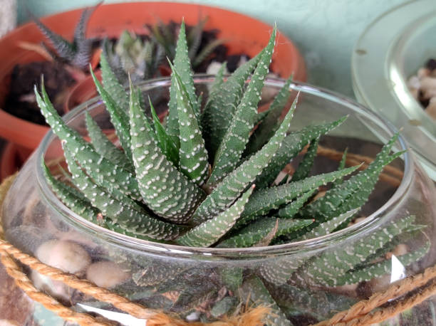 small aloe aristata succulent