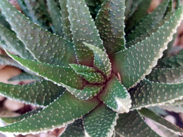 istock Aloe Aristata succulent in glass bowl close up 2197755686