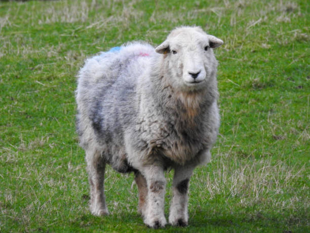 istock Sheep isolated on a green field. 2197755910