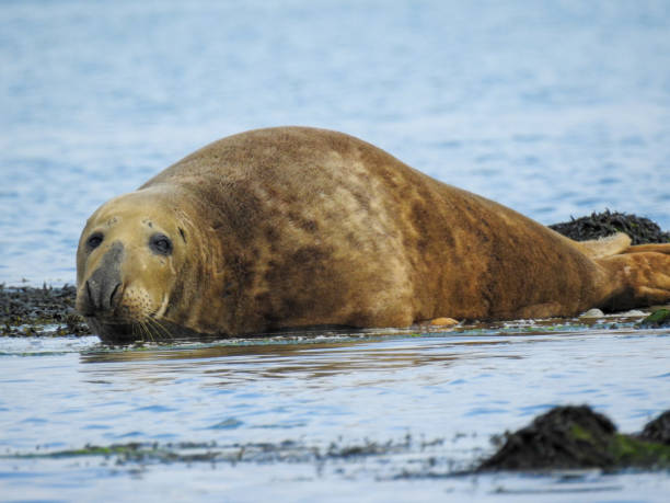 istock Sleepy seal resting by the lake, eyes half-closed in a peaceful pose. 2197755981
