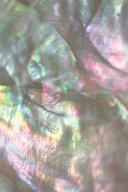 istock Pastel Iridescent Holographic Abalone Seashell Closeup 2197756064
