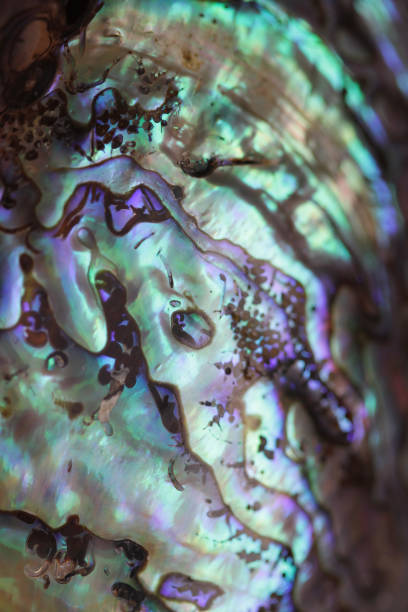 istock Holographic Iridescent Abalone Paua Seashell Closeup View 2197756282