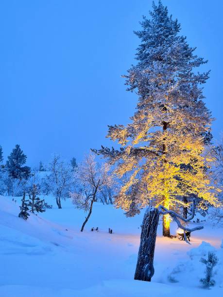 istock Frozen illuminated fir tree, Lapland. 2197756395