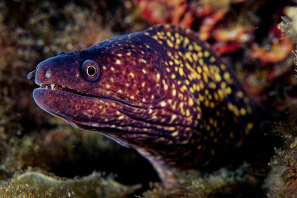 istock Moray eel at Cabo de Gata marine reserve (Mediterranean sea, Spain) 2197756627