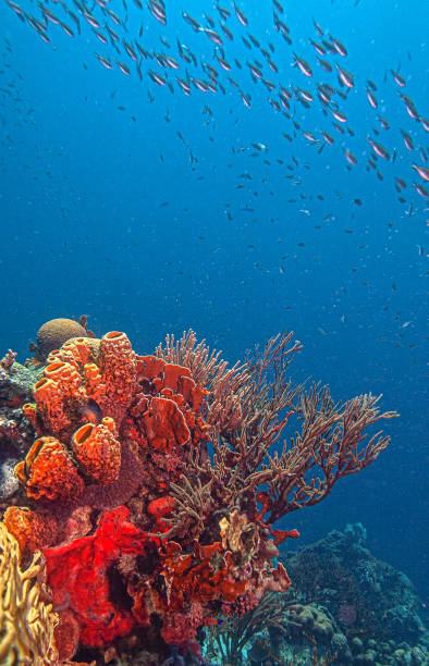 istock Caribbean coral garden, Bonaire 2197758726