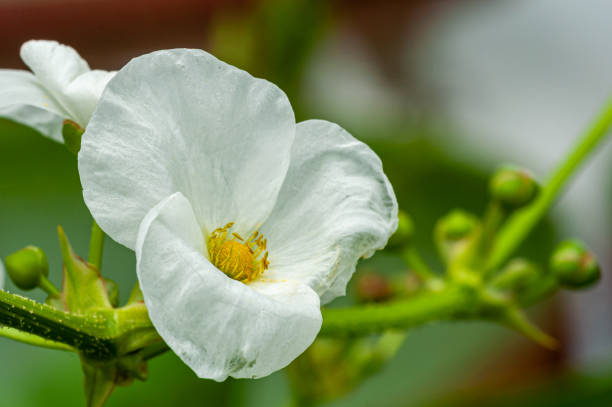 Close-up of an Echinodorus palifolius flower, also known as Mexican sword plant.