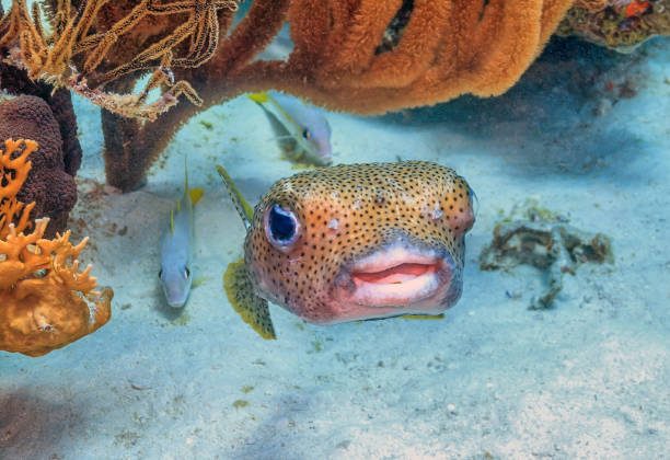 istock long-spine porcupinefish ,Diodon holocanthus, 2197759316