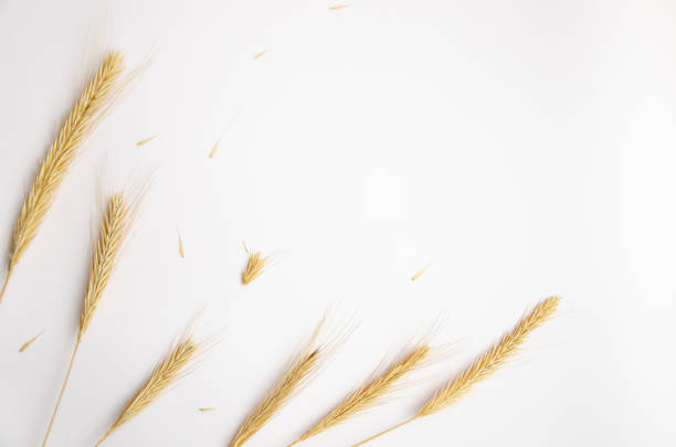 Autumn composition. Frame. Wheat ears on white background. Autumn, fall, thanksgiving day concept. Flat lay, top view.