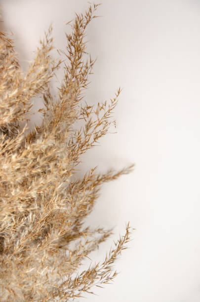 istock Mockup with empty dried reed grass on white background with shadow and light. Place for your logo or text. Flat lay, top view 2197759368