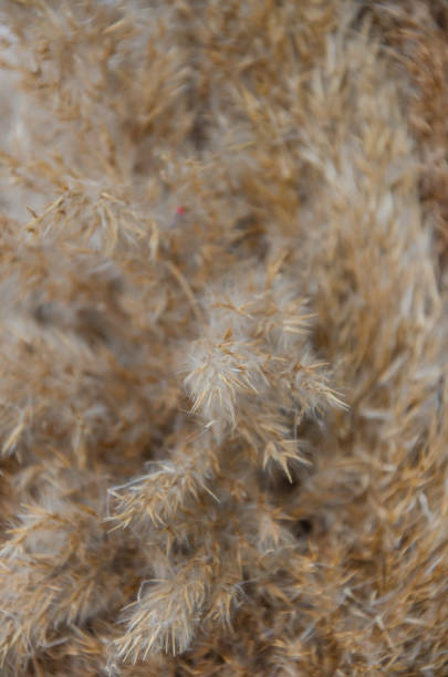 istock Dry reed grass in light pastel colors, reed seeds. Beige reed grass, pampas grass. Selective focus. Macro view. 2197759370