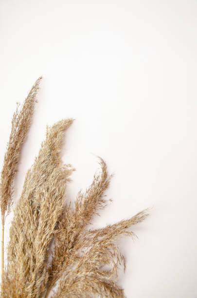 istock Mockup with empty dried reed grass on white background with shadow and light. Place for your logo or text. Flat lay, top view 2197759393