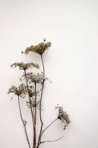 istock Floral composition, border. Dried pressed wildflowers and herbs isolated on white. Pressed floristics, oshibana. Cards, invitations, floral design. Natural eco concept. 2197759551